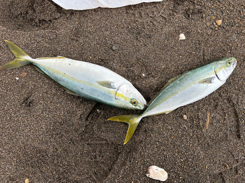 イナダの釣果