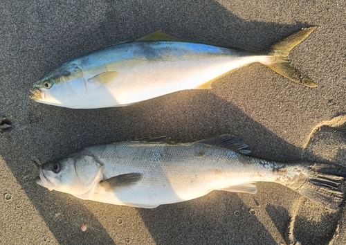 ワラサの釣果