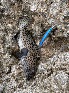 ハタの釣果