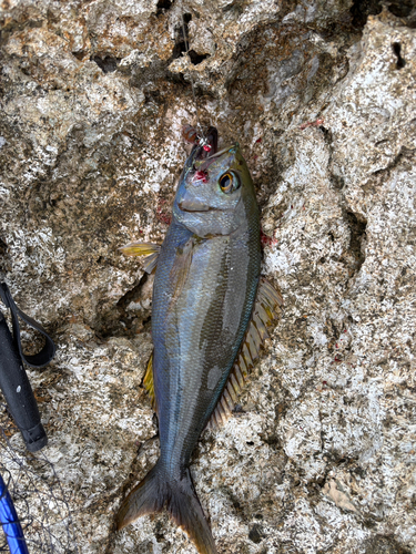 イシフエダイの釣果