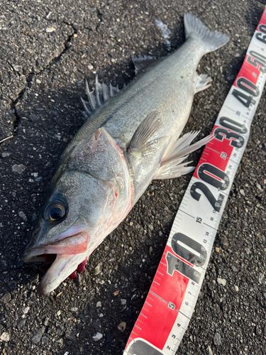 シーバスの釣果