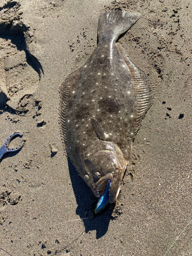 ヒラメの釣果