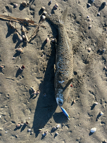 ボラの釣果