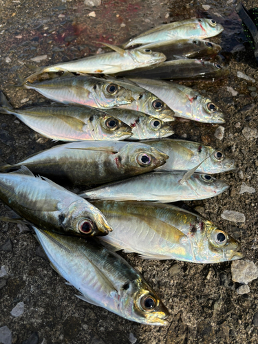 アジの釣果