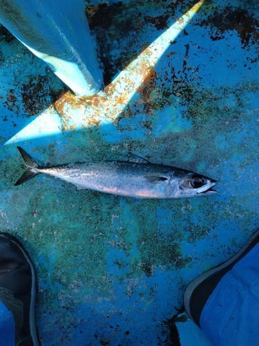 サバの釣果