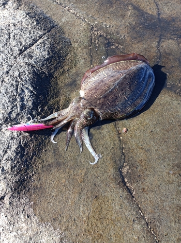 江ノ島裏磯