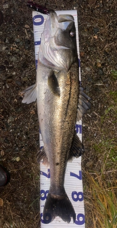 シーバスの釣果