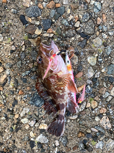 カサゴの釣果