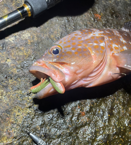 キジハタの釣果