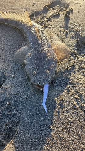 マゴチの釣果