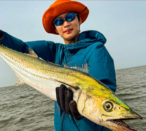 サワラの釣果