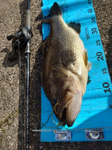 ブラックバスの釣果