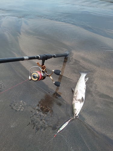 アメマスの釣果