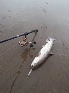 アメマスの釣果