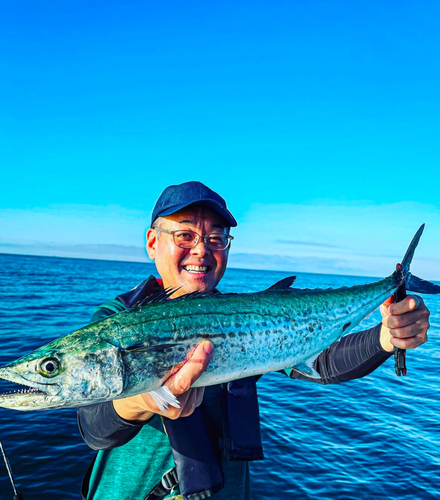 サワラの釣果