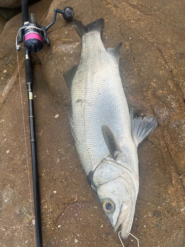 ヒラスズキの釣果