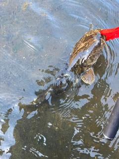 ナマズの釣果