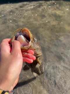 ナマズの釣果