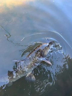 ニゴイの釣果