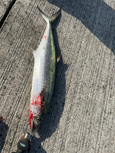 サゴシの釣果