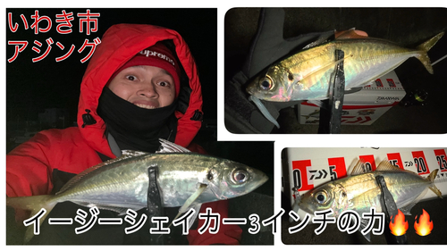 アジの釣果