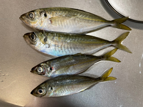 マアジの釣果