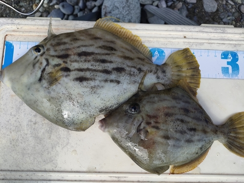 カワハギの釣果