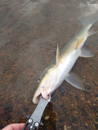 ニゴイの釣果