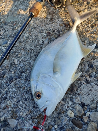 メッキの釣果