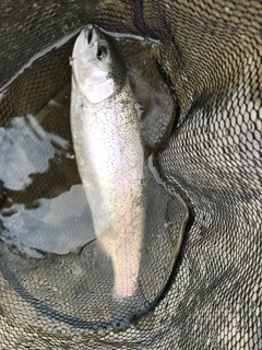 ニジマスの釣果