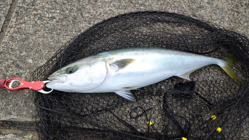 ブリの釣果