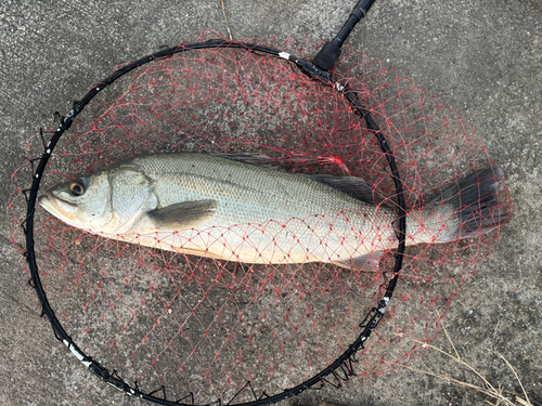 スズキの釣果