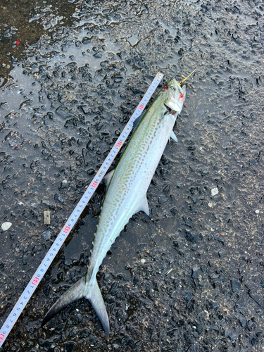 サゴシの釣果