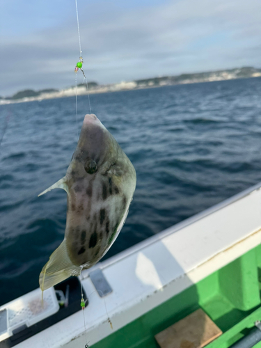 カワハギの釣果