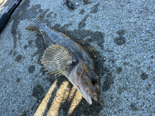 アイナメの釣果