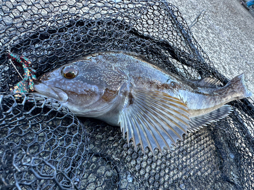 アイナメの釣果