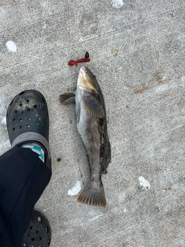 アイナメの釣果