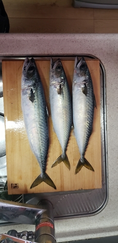 サバの釣果