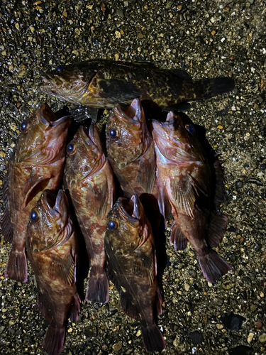 サゴシの釣果