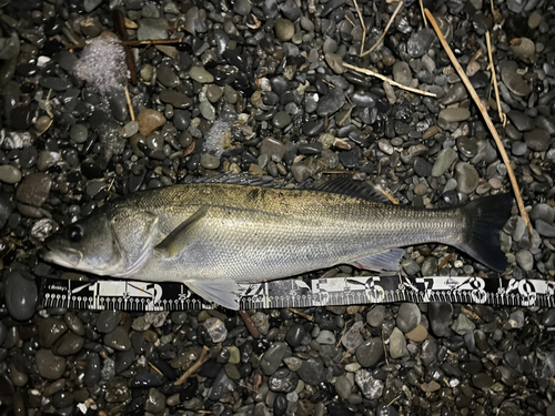 マルスズキの釣果