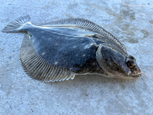 イシガレイの釣果