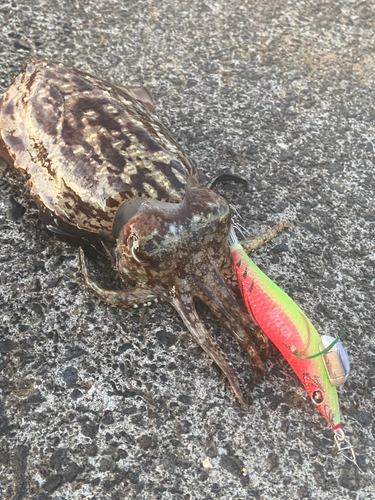 コウイカの釣果