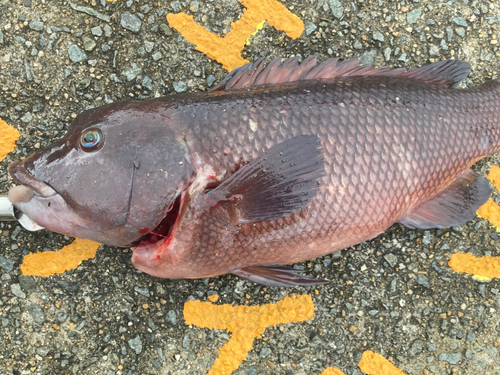 コブダイの釣果