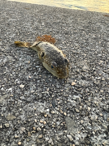 クサフグの釣果