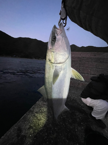 ブリの釣果