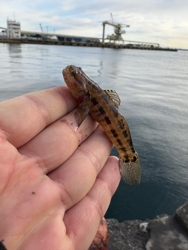 シマハゼの釣果