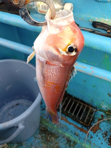 アマダイの釣果