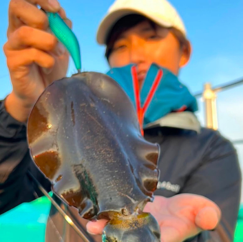 イカの釣果