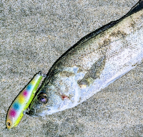 セイゴ（マルスズキ）の釣果