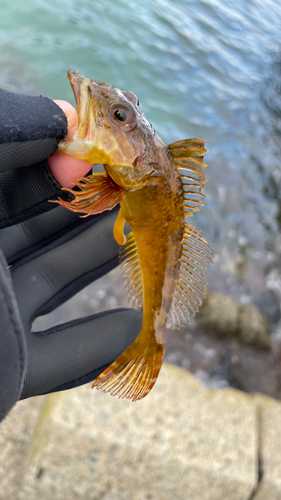 アナハゼの釣果